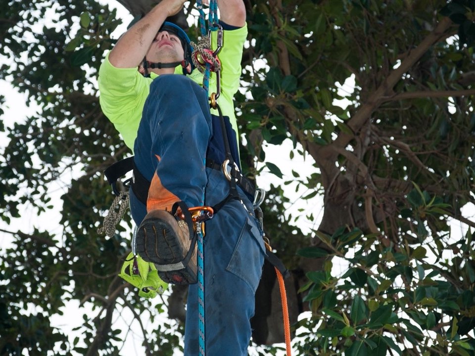 Qualified arborist working in a mature tree during a property survey in Tyne and Wear