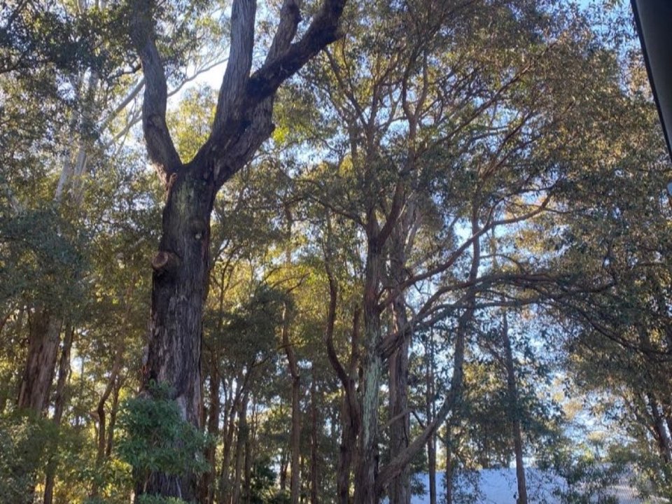 Mature trees in a Tyne and Wear parkland setting due for routine re-inspection